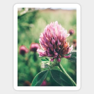 Petals in Sunlight Capture Red Clover's Elegance V3 Sticker